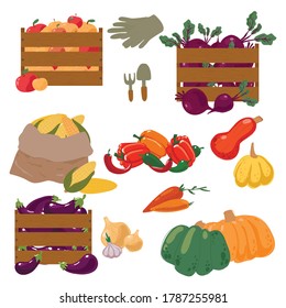 Colección otoñal de elementos para su diseño con calabazas, hojas, verduras, maíz, remolacha, zanahoria y manzanas. Concepto de cosecha otoñal. Ilustración vectorial.