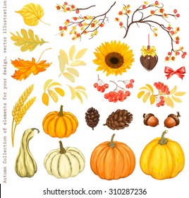 Autumn Collection of elements for your design with pumpkins, sunflower, leaves, cones, acorns, ears, branches of rowan and Oriental Bittersweet, vector illustration.