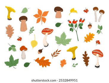 Autumn collection - flower, berry, mushroom, briar, leaves, acorn, pumpkin, rowanberry, Yellow, Green, White, Brown. Perfect for seasonal greetings and Thanksgiving Day