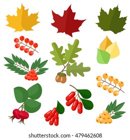 Autumn collection of leaves and berries , wild rose and barberry, maple and oak, vector