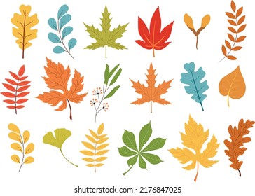 Autumn collection with leaves. Flat vector illustration.