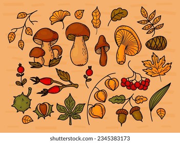 Autumn collection leaves, forest mushrooms, berries, cone, acorns, physalis and mountain ash. Vector illustration. Isolated colored hand drawing doodles for autumn design, decor.