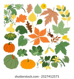 Autumn collection with pumpkin, flowers, oak and maple leaves