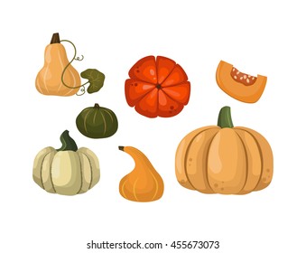 Autumn collection of pumpkin set elements design with different pumpkins oriental bittersweet vector illustration
