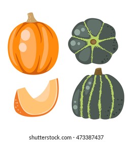 Autumn collection of pumpkin set elements design with different pumpkins oriental bittersweet vector illustration