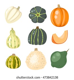 Autumn collection of pumpkin set elements design with different pumpkins oriental bittersweet vector illustration