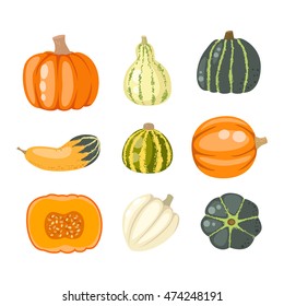 Autumn collection of pumpkin set elements design with different pumpkins oriental bittersweet vector illustration. Orange halloween pumpkin set vegetable collection. Harvest symbol season decoration.