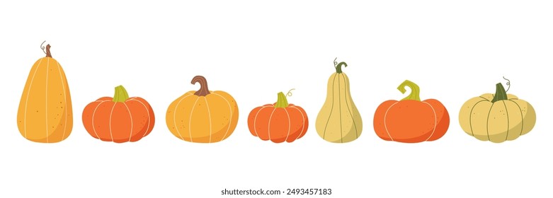 Autumn collection of pumpkins. Vegetable harvest. Vector illustration