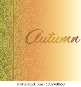 Autumn color leaf texture backgrounds with space for your text.Autumn vector design. Eps 10