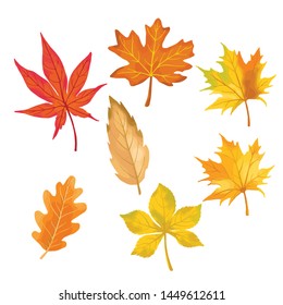 autumn color leaves isolate on white background. vector illustration