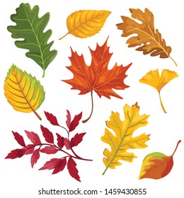 autumn color leaves isolate on white background. vector illustration