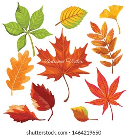 autumn color leaves isolate on white background. vector illustration