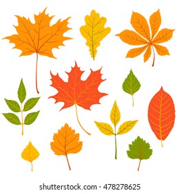 Autumn color leaves silhouette,fall floral natural vector set: oak tree; ash-tree, maple, birch, chestnut