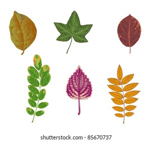 autumn colored leaves on white background