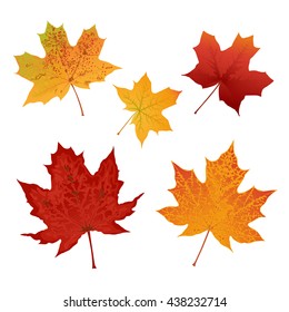 Autumn colored maple leaves set vector illustration