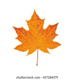 Autumn colored red maple leaf vector illustration
