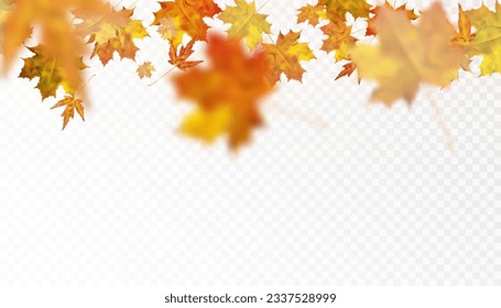 Autumn colorful leafy ornament with yellow-orange maple leaves on a transparent background. Vector