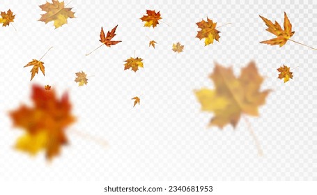 Autumn colorful leafy ornament with yellow-orange maple leaves on a transparent background. Vector