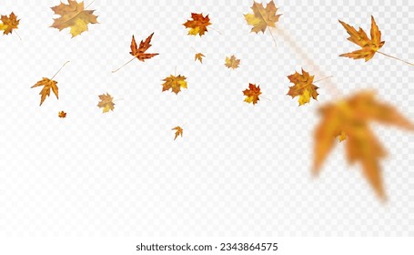 Autumn colorful leafy ornament with yellow-orange maple leaves on a transparent background. Vector