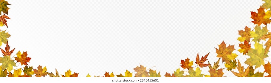 Autumn colorful leafy ornament with yellow-orange maple leaves on a transparent background. Vector