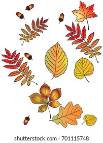 Autumn colorful leaves in pattern