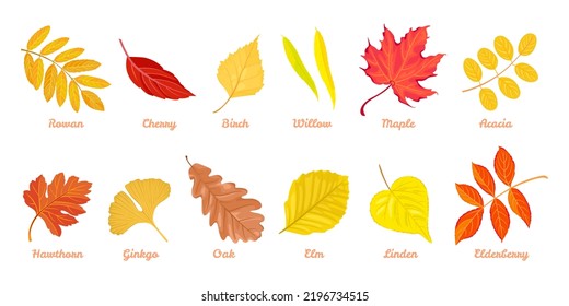 Autumn colorful leaves set. Cartoon fallen leaf of Rowan, Cherry, Birch, Willow, Maple, Acacia, Hawthorn, Ginkgo, Oak, Elm, Linden, Elderberry. Collection of vector botanical design elements.