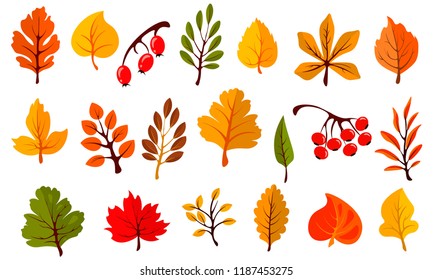 Autumn colorful leaves set isolated on white background. Cartoon leaf collection in flat style. Vector illustration