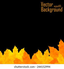 Autumn colorful leaves Vector