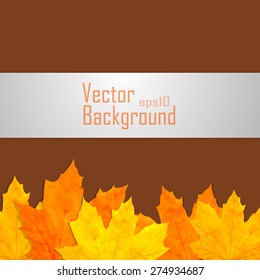 Autumn colorful leaves Vector