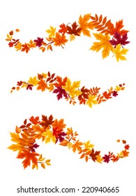 Autumn colorful leaves. Vector illustration.