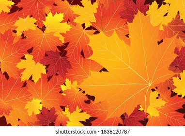 Autumn colorful maple leaves background Vector template. 