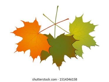 Autumn colorful maple leaves,
Vector illustration isolated on white background
