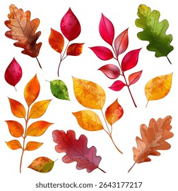Autumn colorful oak, beech, ash leaves set. Vector watercolor hand drawn illustration. Fall seasonal vintage print floral design elements for banners, posters, greeting cards and invitations