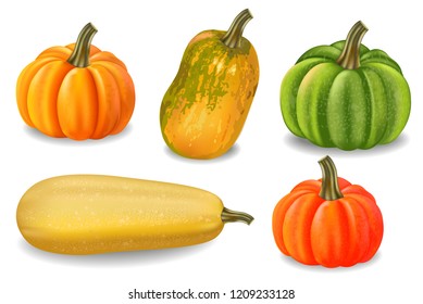 Vector aislado de calabazas coloridas de otoño. Ilustraciones detalladas de la cosecha de la temporada de otoño