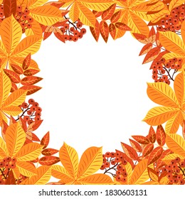 Autumn colorful square leaf frame isolated on white background. Autumn yellow and red foliage of trees, rowan berries are collected in the frame of the card.