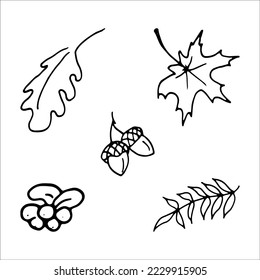 Autumn coloring page leaves, acorns, berries. Doodle style. Isolated Vector Illustration. Elements for coloring, printing, design illustrations in the style of outline