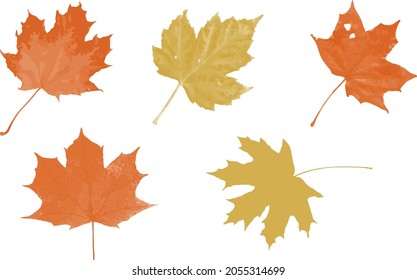 Autumn Colourful Leaf Vector Set
