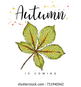 Autumn is coming. Autumn leaves. Hand drawn vector illustration.