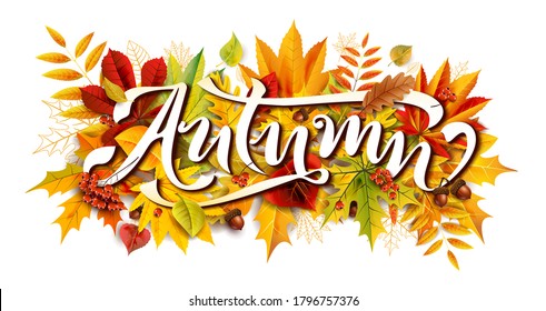 Autumn composition with fallen leaves and rowan and acorns