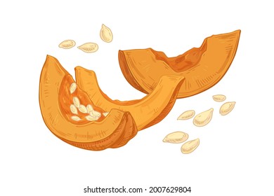 Autumn composition of fresh raw pumpkin pieces with scattered seeds. Cut parts of fall orange vegetable drawn in vintage style. Realistic detailed vector illustration isolated on white background