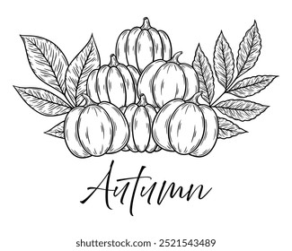 Autumn composition with pumpkins and leaves, line art illustration. Graphic monochrome drawing. Hand drawn outline sketch, engraved doodle illustration. For coloring book, invitation, decor