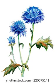 autumn cornflowers