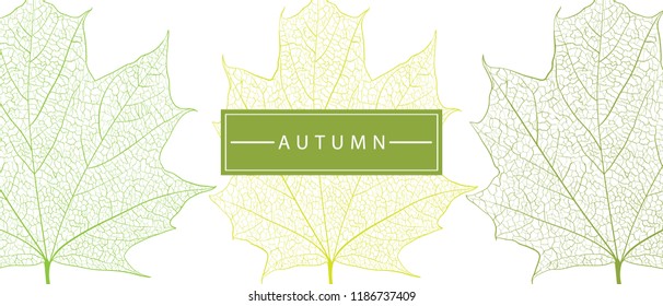 Autumn cover templates with detailed skeleton leaves