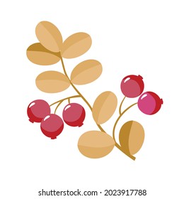 Autumn cranberry branch . Vector clipart, white background.