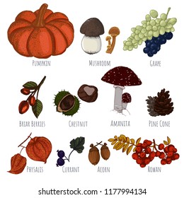 Autumn crop hand drawn vector. Autumn harvest, pumpkin, mushrooms, grape and wild berries for your design.