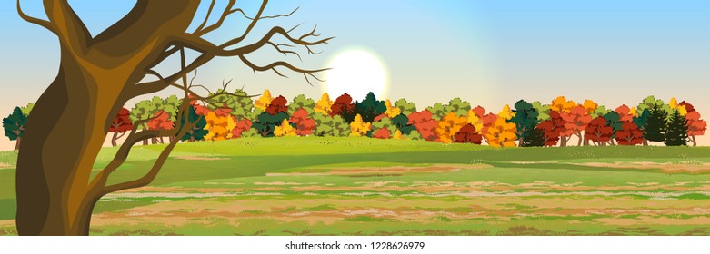 Autumn deciduous forest. Realistic Vector Landscape