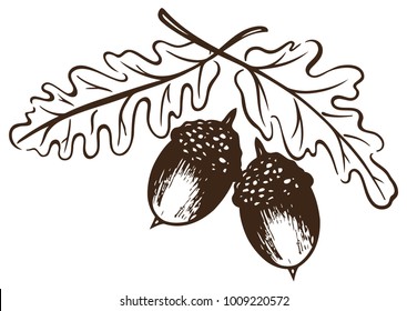 Autumn design. Acorns and oak leaves. 