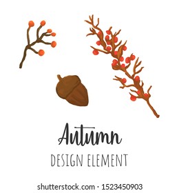 Autumn design elements, colored isolated vector branches and acorn.