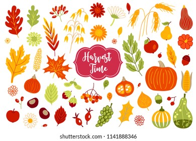 Autumn design elements with oak and maple leaves, oat, chrysanthemum, wheat, apple, pear, pumpkin, hazelnut, acorn, corn, berry, grapes, briar, chestnut, barberry and flowers