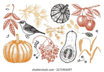 Autumn design elements in sketched style. Botanical drawings of fall leaves, pumpkins, berries, and birds. Vintage fall plants hand-drawn illustrations. Thanksgiving day design sketches in color